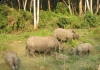 Jungle safari in Nepal - adventure and wildlife activities in national parks and reserves